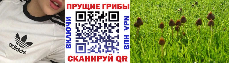 Псилоцибиновые грибы Psilocybine cubensis  Купить  Льгов 